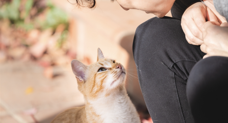 Debes pedirle a los gatos de tu barrio que llamen a tu mascota Foto: Shutterstock