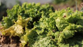 El 53 % de la producción mundial de lechuga procede de China. Foto: Pixabay