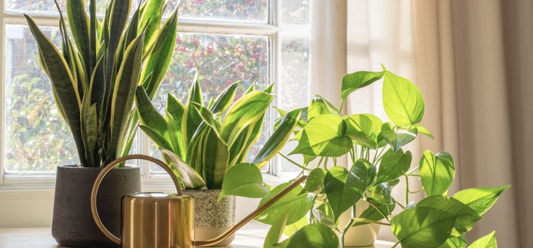Llena tus plantas de nuevos brotes de forma simple y económica Foto: Shutterstock
