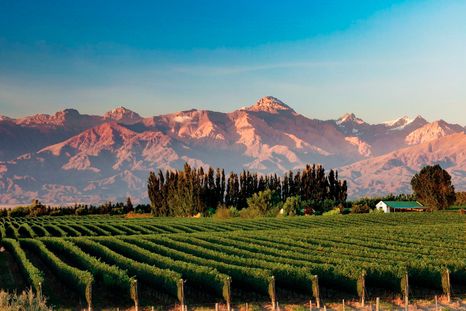 Los viñedos y la montaña son uno de los grandes atractivos de Mendoza. Los viñedos y la montaña son uno de los grandes atractivos de Mendoza.