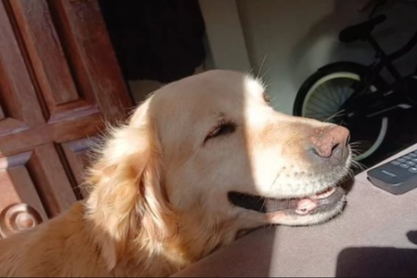 La familia lleva una desesperada búsqueda por Flor, la golden que desapareció en Mar del Plata. La familia lleva una desesperada búsqueda por Flor, la golden que desapareció en Mar del Plata.
