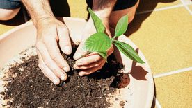 Germinar un aguacate en casa requiere paciencia y algunas pocas herramientas. Foto: Shutterstock Germinar un aguacate en casa requiere paciencia y algunas pocas herramientas. Foto: Shutterstock
