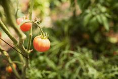 tomates Paso a paso para cultivar tomates. Foto: Fuente: Freepik