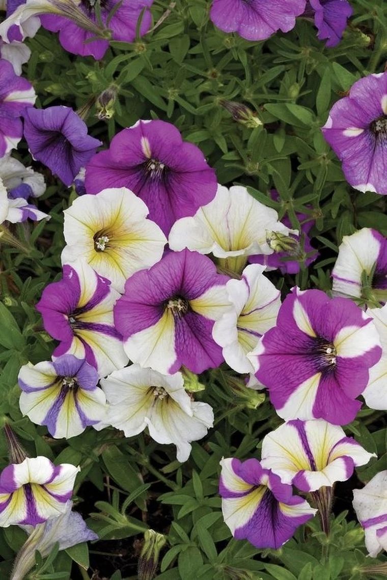 Las petunias no requieren mucho mantenimiento y dan color al jardín. Foto: Shutterstock Las petunias no requieren mucho mantenimiento y dan color al jardín. Foto: Shutterstock