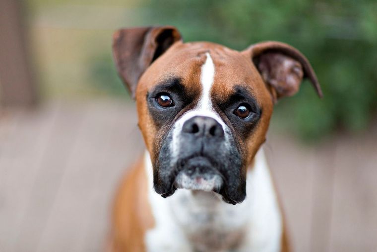 perro Foto: The Spruce Pets