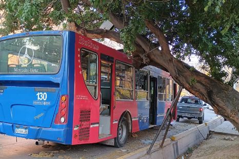 Un colectivo chocó con una rama de gran tamaño y los pasajeros tuvieron que salir por las ventanas Un colectivo chocó con una rama de gran tamaño y los pasajeros tuvieron que salir por las ventanas