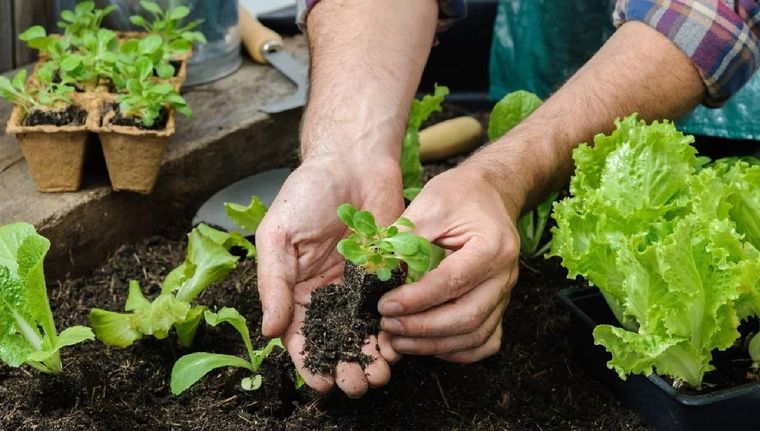 Los vegetales que puedes tener en las macetas de tu jardín (Shutterstock).