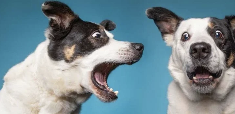 Quedarás sorprendido por los altos precios de estas exclusivas razas Foto: Shutterstock