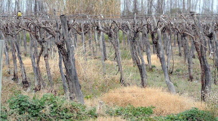 Foto: Pachy Reynoso/MDZ