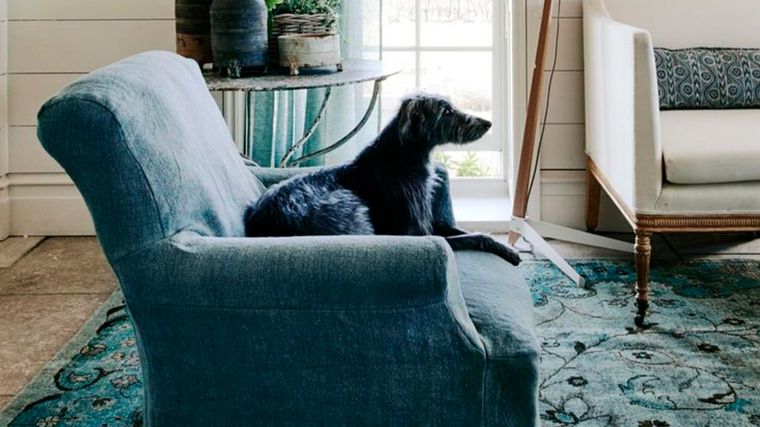 Si bien no todas las mascotas son peludas es fundamental mantener el control de su pelo. Imagen: Future.