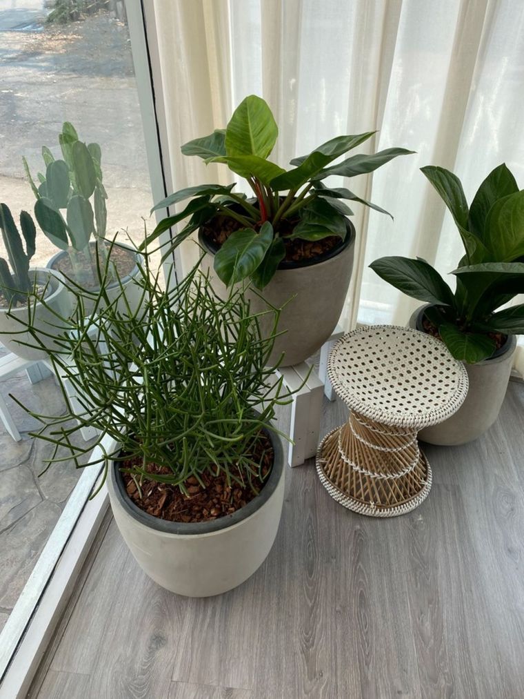 Este abono casero es ideal para tus plantas de interior Foto: Shutterstock