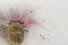 Las garrapatas suelen encontrarse en el jardín, precisamente en el pasto Foto: Shutterstock