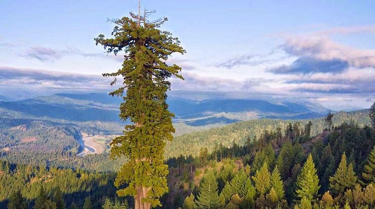 Hyperion, el árbol más alto del mundo. Foto: Pinterest