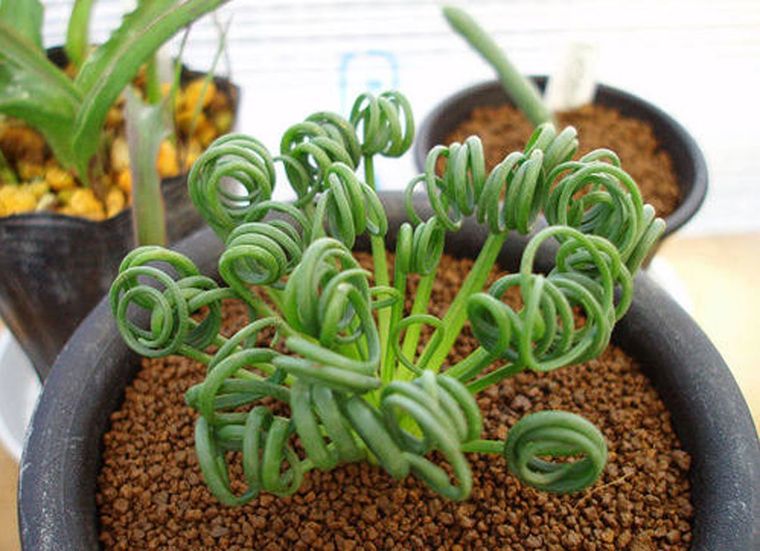 Foto: Bob Vila -  bobvila.com