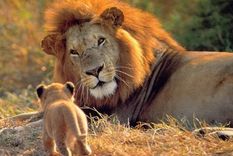 las causas del infanticidio entre los animales