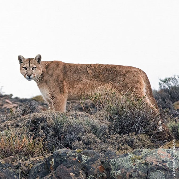 Tanto pumas como zorros, zarigüeyas y otro tipo de animales habitan el piedemonte mendocino. Foto: Felinos.arg