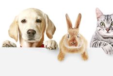 MASCOTAS LAS MASCOTAS PUEDEN CONTRIBUIR A LA DISMINUCIÓN DEL ESTRÉS Y SU COMPAÑÍA MEJORA EL ESTADO DE ÁNIMO DE LAS PERSONAS Foto: SHUTTERSTOCK