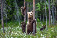 Descubre cuáles son los animales más peligrosos del mundo Foto: Shutterstock Descubre cuáles son los animales más peligrosos del mundo Foto: Shutterstock