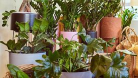 Nosotros nos debemos adaptar a las plantas y no las plantas a nosotros. Hay plantas que necesitan mucha luz y otras que el exceso de sol las daña. Foto: Instagram @claudivalentina