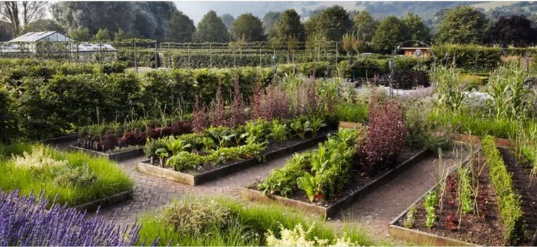 Una huerta familiar implica un poco alejarse de las redes sociales y del estrés general de la vida moderna, y significa el estar comprometido con algo diferente. Foto: Jardín orgánico de Yeo Valley