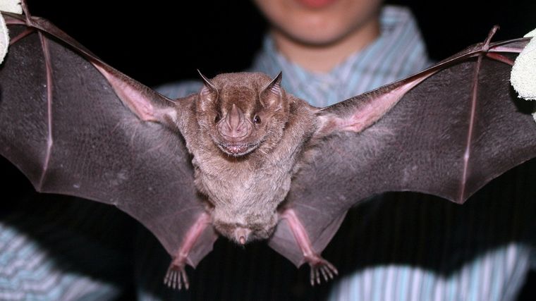 Los murciélagos de los frutos, como el de la imagen, bajo estudio de la OMS. Foto: Wikipedia.
