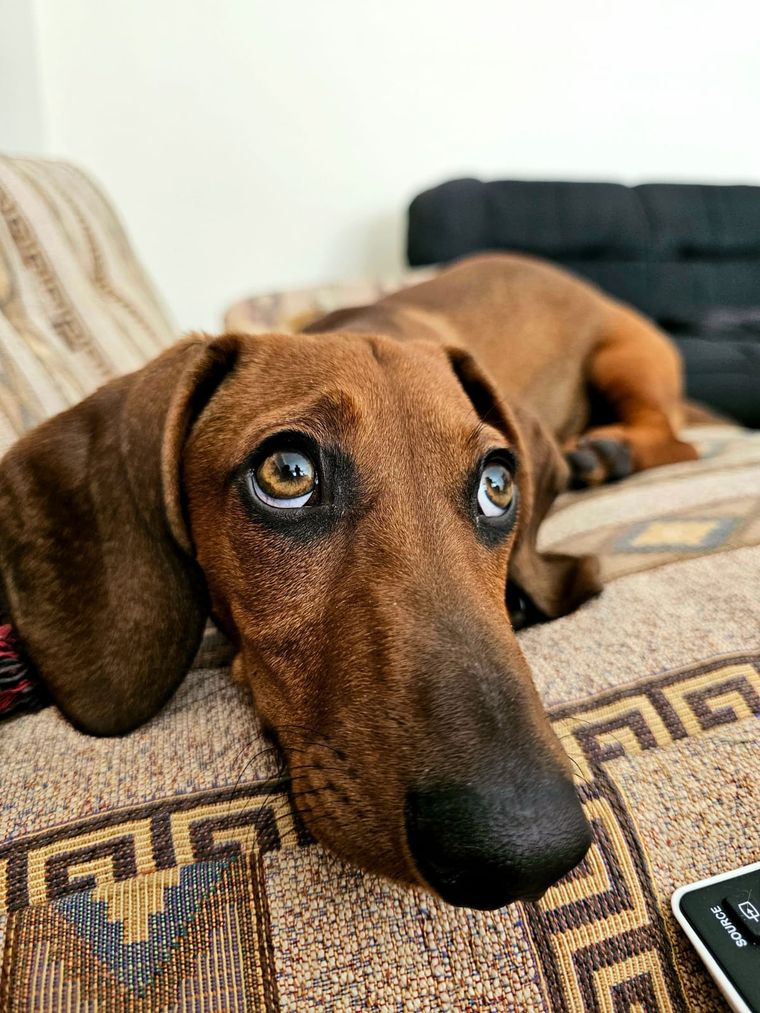 Con estos consejos tu mascota superará el golpe de calor Foto: Rodrigo Carrizo