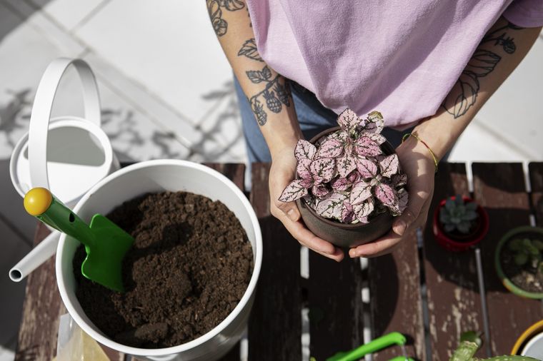 planta, abono Los abonos son muy fáciles de preparar. Foto: Fuente: Freepik