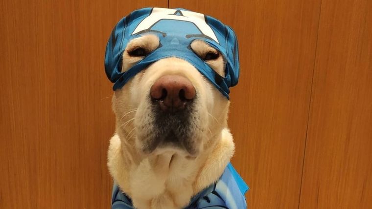 TikTok, video viral, perro Instagram @djhaspy Foto: Instagram @djhaspy