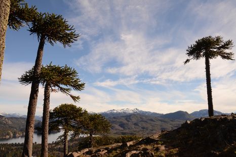 Villa Pehuenia está rodeada de araucarias araucanas, ñires y coihues que envuelven lagos y arroyos de agua cristalina en plena Patagonia neuquina. Foto: Municipalidad de Villa Pehuenia Villa Pehuenia está rodeada de araucarias araucanas, ñires y coihues que envuelven lagos y arroyos de agua cristalina en plena Patagonia neuquina. Foto: Municipalidad de Villa Pehuenia