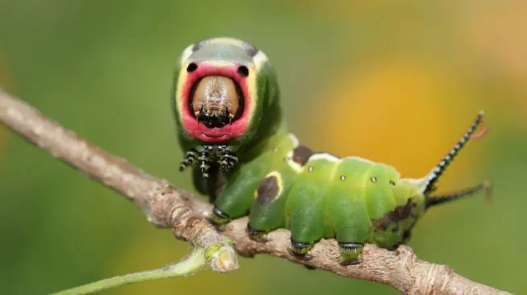 Los insectos están amenazados en todo el mundo. Foto: GETTY IMAGES