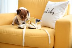 Mascotas Motivos de su comportamiento Foto: Shutterstock