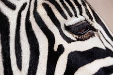 Hay muchos animales blancos y negros, pero los científicos creen que podrían tener ese color por diferentes razones.