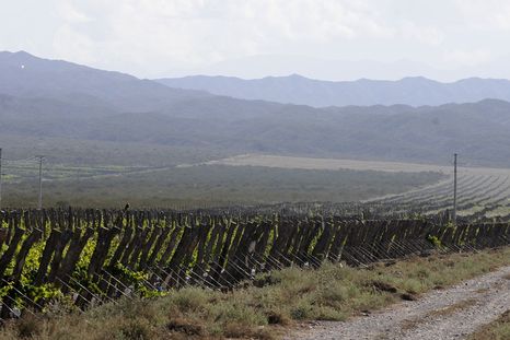 Agrelo es una de las zonas más codiciadas. Foto: Alf Ponce Mercado/MDZ Agrelo es una de las zonas más codiciadas. Foto: Alf Ponce Mercado/MDZ