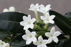Los jazmines suelen ser una de las plantas más preciadas en los jardines por su rico aroma Foto: Shutterstock