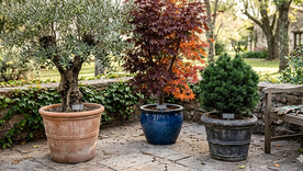 Árboles en maceta. Fuente. IA Gemini.