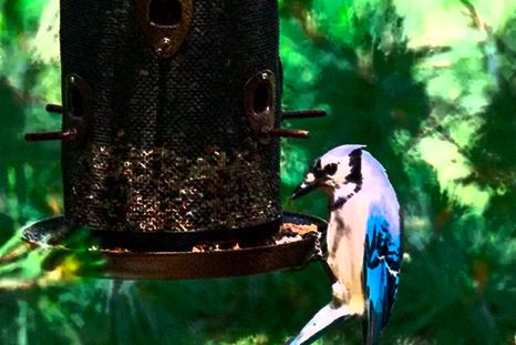 Cómo alimentar a un ave cuando hace frío. Foto: gentileza Alamy Cómo alimentar a un ave cuando hace frío. Foto: gentileza Alamy