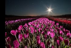 Los campos de tulipanes de Trevelin son uno de las atractivos más llamativos de Chubut Foto: Municipalidad de Trevelin