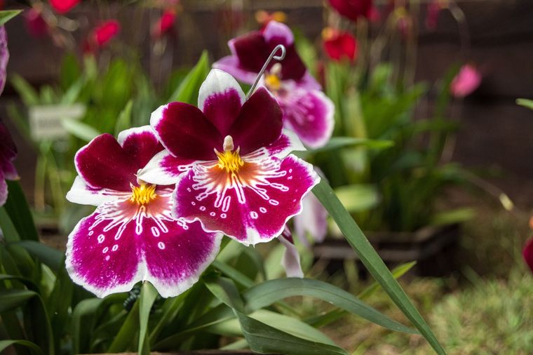 JARDÍN Foto: SHUTTERSTOCK