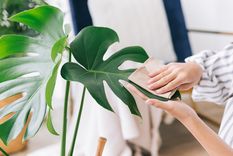 Las plantas lo agradecerán. Foto: Fuente: Shutterstock