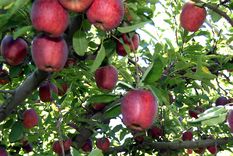 Producción Frutícola La producción frutícola se mantuvo estable. Foto: https://www.neuqueninforma.gob.ar/