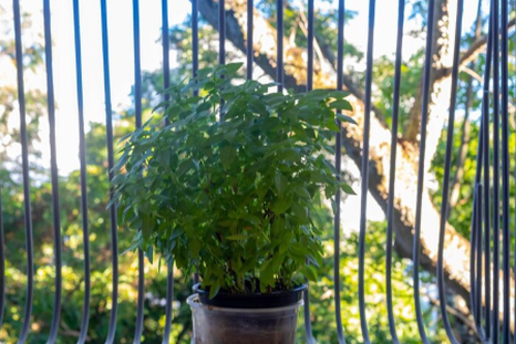 Las mejores plantas para decorar el balcón. Fuente: Freepik. Las mejores plantas para decorar el balcón. Fuente: Freepik.