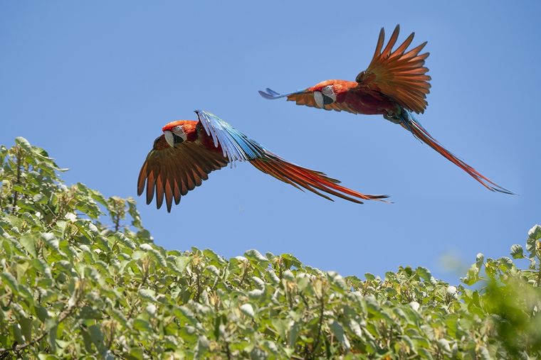 Guacamayos rojos en libertad Foto: Fundación Rewilding Argentina