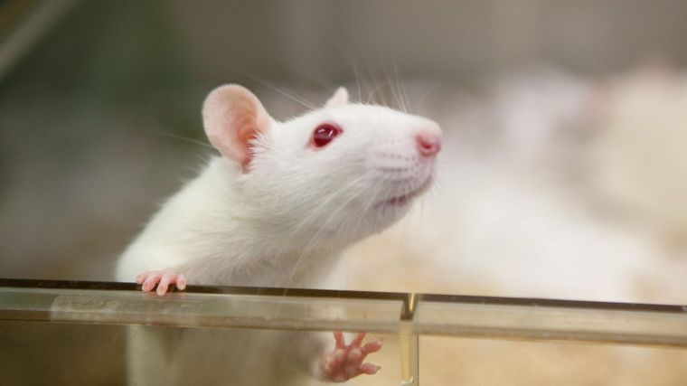 Reemplazar los testeos en animales, el principal objetivo Reemplazar los testeos en animales, el principal objetivo