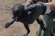 Efectivo de Gendarmería descubrieron al mono carayá que era trasladado en un bolso de mano en el asiento de un vehículo. Foto: Gendarmeria Nacional