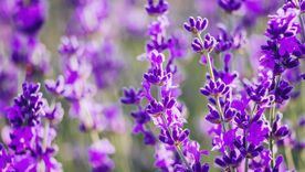Lavanda Atrae la fortuna. Foto: SHUTTERSTOCK Lavanda Atrae la fortuna. Foto: SHUTTERSTOCK