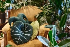 Hay personas que tienen verdaderas junglas urbanas dentro de sus casas. Es importante saber que el calor de la calefacción puede afectar a las plantas. Foto: Instagram @claudivalentina