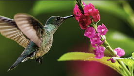 Todos esperan la visita de este ave. Foto: Shutterstock Todos esperan la visita de este ave. Foto: Shutterstock