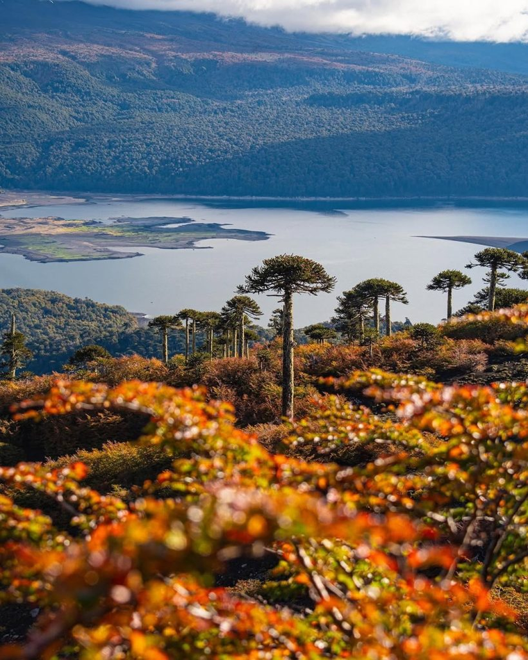El Parque Nacional Conguillío se vuelve uno de los grandes escenarios del otoño chileno, entre araucarias, senderos y la presencia imponente del volcán Llaima. El Parque Nacional Conguillío se vuelve uno de los grandes escenarios del otoño chileno, entre araucarias, senderos y la presencia imponente del volcán Llaima.
