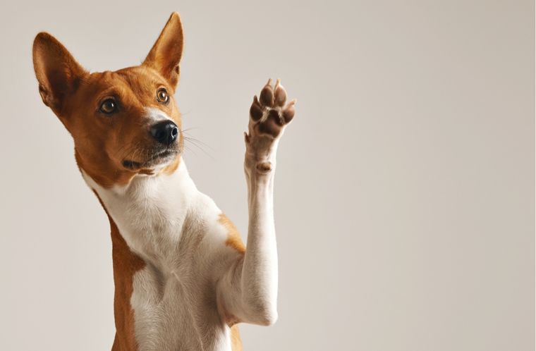 Mascotas Comportamientos que representan un llamado de atención Foto: Shutterstock