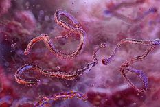 El virus de Marburgo fue descubierto en 1967 Foto: Shutterstock